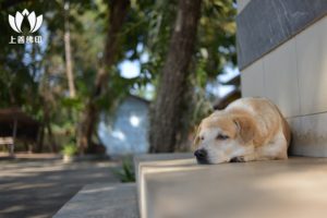 《那一刻,我希望牠快點死去》