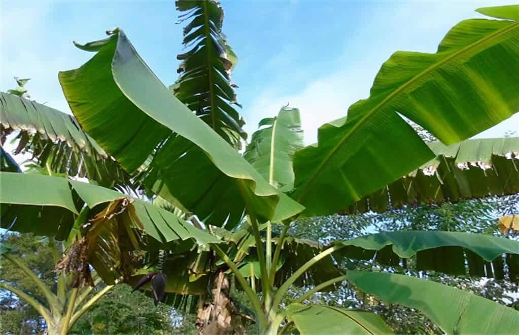 芭蕉樹與蕉共生:泰國的禁忌與習俗