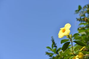《給那位喜歡叔本華的客人》